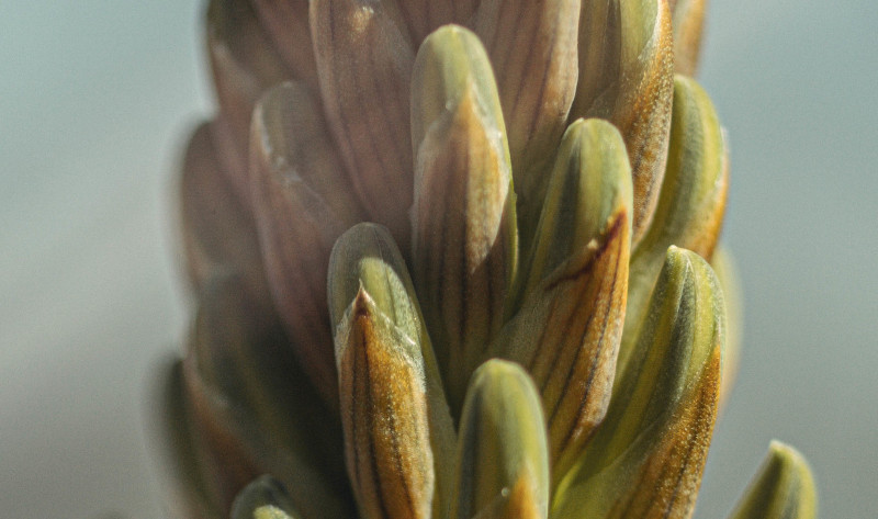 aloe-nos-tempos-3